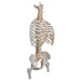 Image 3 - CLASSIC FLEXIBLE HUMAN SPINE MODEL WITH RIBS & FEMUR HEADS - 3B SMART ANATOMY