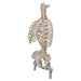 Image 4 - CLASSIC FLEXIBLE HUMAN SPINE MODEL WITH RIBS & FEMUR HEADS - 3B SMART ANATOMY