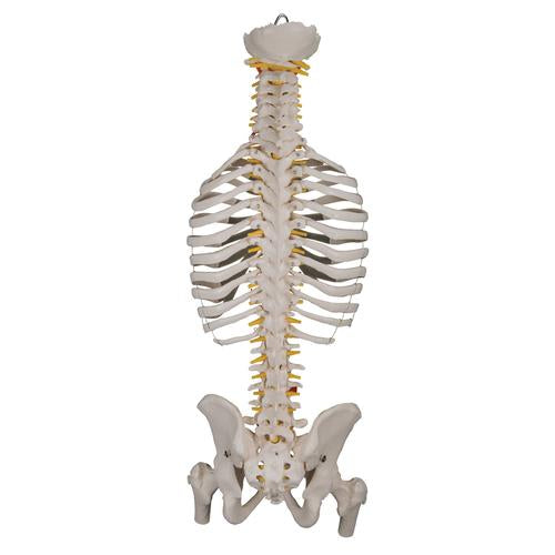 Image 5 - CLASSIC FLEXIBLE HUMAN SPINE MODEL WITH RIBS & FEMUR HEADS - 3B SMART ANATOMY