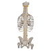 Image 5 - CLASSIC FLEXIBLE HUMAN SPINE MODEL WITH RIBS & FEMUR HEADS - 3B SMART ANATOMY