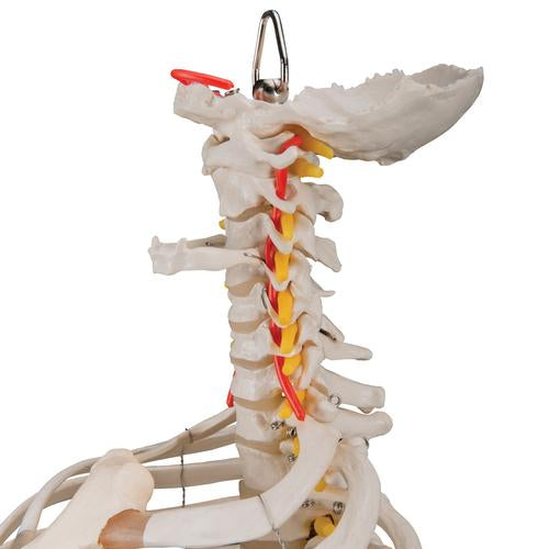 Image 6 - CLASSIC FLEXIBLE HUMAN SPINE MODEL WITH RIBS & FEMUR HEADS - 3B SMART ANATOMY