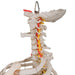 Image 6 - CLASSIC FLEXIBLE HUMAN SPINE MODEL WITH RIBS & FEMUR HEADS - 3B SMART ANATOMY