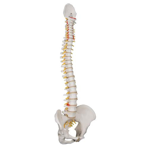 Image 3 - CLASSIC FLEXIBLE HUMAN SPINE MODEL - 3B SMART ANATOMY