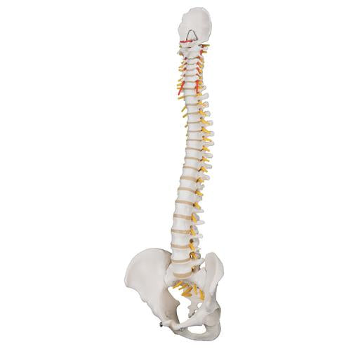 Image 4 - CLASSIC FLEXIBLE HUMAN SPINE MODEL - 3B SMART ANATOMY