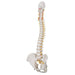 Image 4 - CLASSIC FLEXIBLE HUMAN SPINE MODEL - 3B SMART ANATOMY