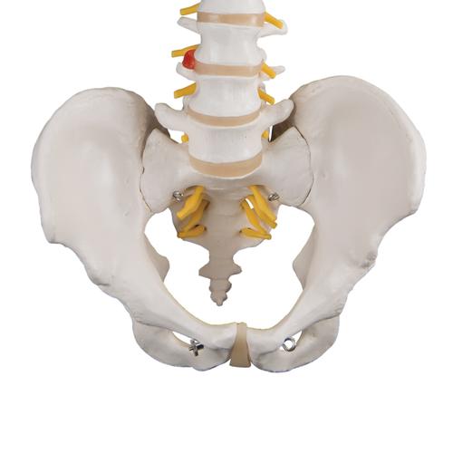 Image 5 - CLASSIC FLEXIBLE HUMAN SPINE MODEL - 3B SMART ANATOMY