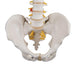 Image 5 - CLASSIC FLEXIBLE HUMAN SPINE MODEL - 3B SMART ANATOMY