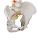 Image 6 - CLASSIC FLEXIBLE HUMAN SPINE MODEL - 3B SMART ANATOMY