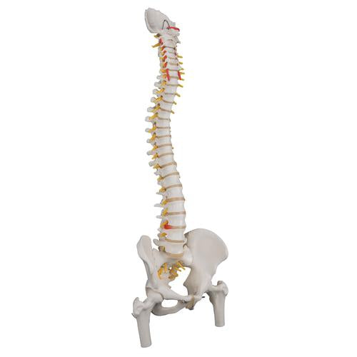 Image 3 - CLASSIC FLEXIBLE HUMAN SPINE MODEL WITH FEMUR HEADS - 3B SMART ANATOMY