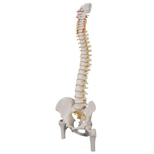 Image 4 - CLASSIC FLEXIBLE HUMAN SPINE MODEL WITH FEMUR HEADS - 3B SMART ANATOMY