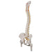 Image 4 - CLASSIC FLEXIBLE HUMAN SPINE MODEL WITH FEMUR HEADS - 3B SMART ANATOMY