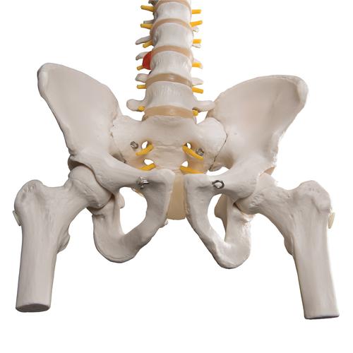 Image 5 - CLASSIC FLEXIBLE HUMAN SPINE MODEL WITH FEMUR HEADS - 3B SMART ANATOMY