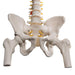 Image 5 - CLASSIC FLEXIBLE HUMAN SPINE MODEL WITH FEMUR HEADS - 3B SMART ANATOMY