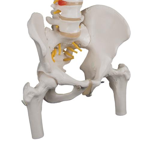 Image 6 - CLASSIC FLEXIBLE HUMAN SPINE MODEL WITH FEMUR HEADS - 3B SMART ANATOMY