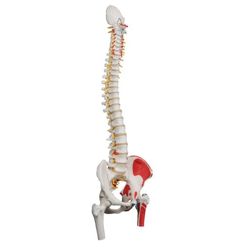 Image 3 - CLASSIC HUMAN FLEXIBLE SPINE MODEL WITH FEMUR HEADS & PAINTED MUSCLES - 3B SMART ANATOMY