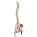 Image 3 - CLASSIC HUMAN FLEXIBLE SPINE MODEL WITH FEMUR HEADS & PAINTED MUSCLES - 3B SMART ANATOMY