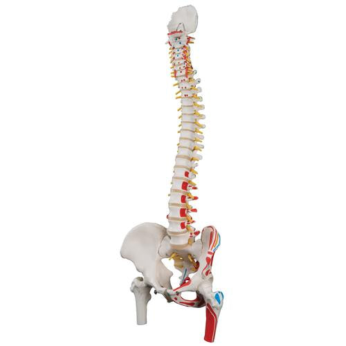 Image 4 - CLASSIC HUMAN FLEXIBLE SPINE MODEL WITH FEMUR HEADS & PAINTED MUSCLES - 3B SMART ANATOMY