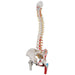 Image 4 - CLASSIC HUMAN FLEXIBLE SPINE MODEL WITH FEMUR HEADS & PAINTED MUSCLES - 3B SMART ANATOMY