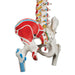 Image 5 - CLASSIC HUMAN FLEXIBLE SPINE MODEL WITH FEMUR HEADS & PAINTED MUSCLES - 3B SMART ANATOMY