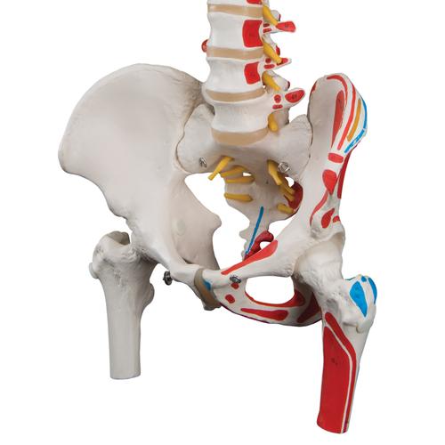 Image 6 - CLASSIC HUMAN FLEXIBLE SPINE MODEL WITH FEMUR HEADS & PAINTED MUSCLES - 3B SMART ANATOMY