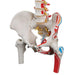 Image 6 - CLASSIC HUMAN FLEXIBLE SPINE MODEL WITH FEMUR HEADS & PAINTED MUSCLES - 3B SMART ANATOMY