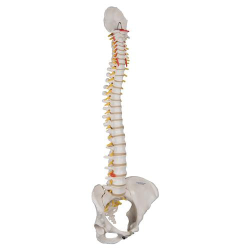 Image 3 - CLASSIC FLEXIBLE HUMAN SPINE MODEL WITH FEMALE PELVIS - 3B SMART ANATOMY