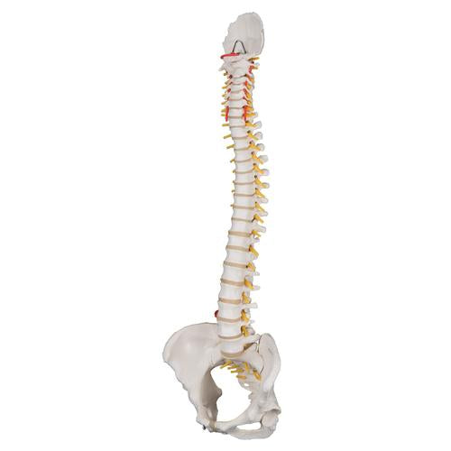 Image 4 - CLASSIC FLEXIBLE HUMAN SPINE MODEL WITH FEMALE PELVIS - 3B SMART ANATOMY