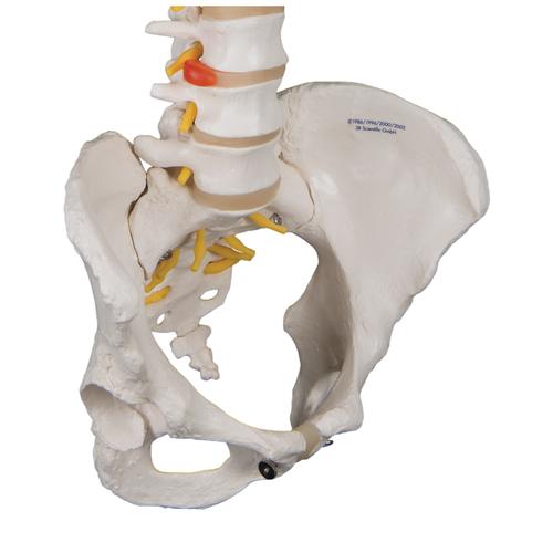 Image 5 - CLASSIC FLEXIBLE HUMAN SPINE MODEL WITH FEMALE PELVIS - 3B SMART ANATOMY