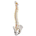 Image 3 - DELUXE FLEXIBLE HUMAN SPINE MODEL WITH SACRAL OPENING - 3B SMART ANATOMY