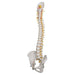 Image 4 - DELUXE FLEXIBLE HUMAN SPINE MODEL WITH SACRAL OPENING - 3B SMART ANATOMY