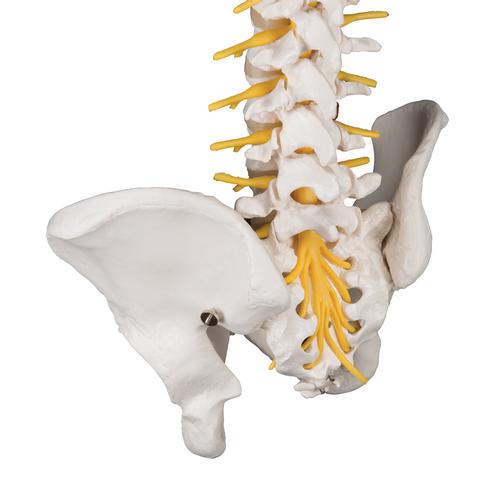 Image 5 - DELUXE FLEXIBLE HUMAN SPINE MODEL WITH SACRAL OPENING - 3B SMART ANATOMY