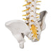 Image 5 - DELUXE FLEXIBLE HUMAN SPINE MODEL WITH SACRAL OPENING - 3B SMART ANATOMY