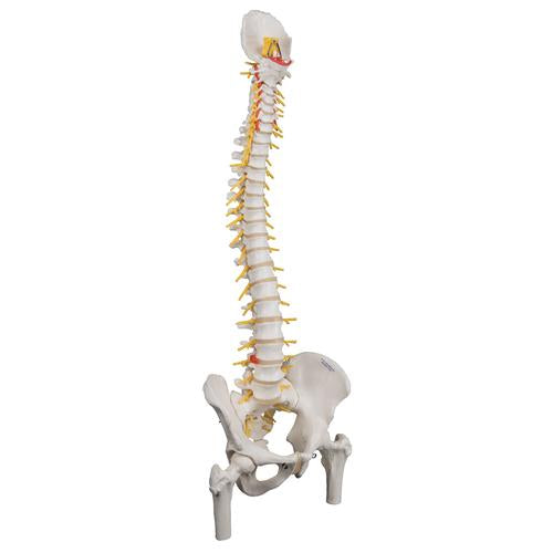 Image 3 - DELUXE FLEXIBLE HUMAN SPINE MODEL WITH FEMUR HEADS & SACRAL OPENING - 3B SMART ANATOMY