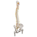 Image 3 - DELUXE FLEXIBLE HUMAN SPINE MODEL WITH FEMUR HEADS & SACRAL OPENING - 3B SMART ANATOMY