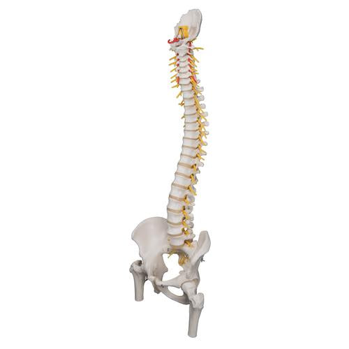 Image 4 - DELUXE FLEXIBLE HUMAN SPINE MODEL WITH FEMUR HEADS & SACRAL OPENING - 3B SMART ANATOMY