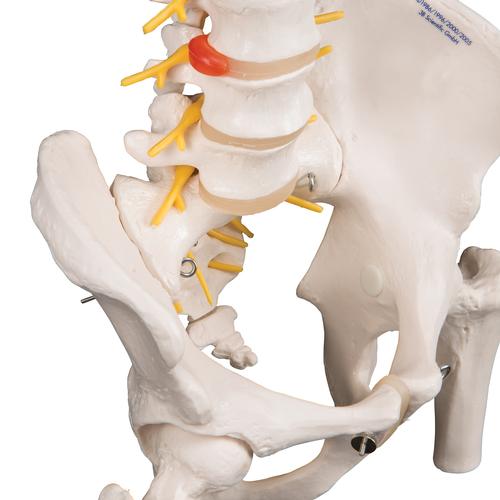 Image 5 - DELUXE FLEXIBLE HUMAN SPINE MODEL WITH FEMUR HEADS & SACRAL OPENING - 3B SMART ANATOMY