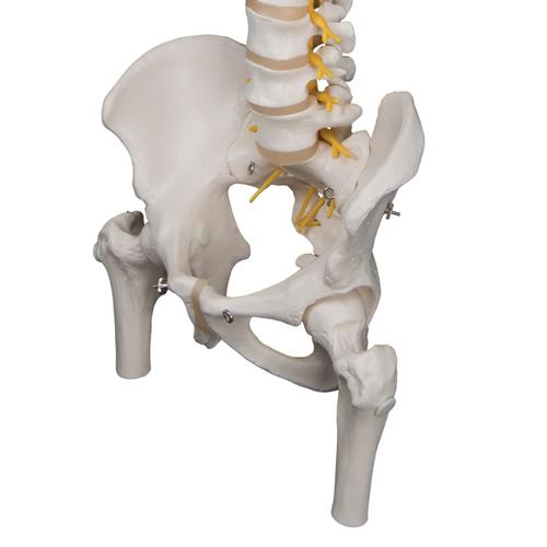 Image 6 - DELUXE FLEXIBLE HUMAN SPINE MODEL WITH FEMUR HEADS & SACRAL OPENING - 3B SMART ANATOMY