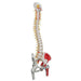 Image 3 - DELUXE FLEXIBLE SPINE MODEL WITH FEMUR HEADS, PAINTED MUSCLES & SACRAL OPENING - 3B SMART ANATOMY