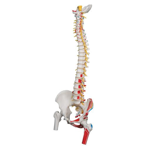 Image 4 - DELUXE FLEXIBLE SPINE MODEL WITH FEMUR HEADS, PAINTED MUSCLES & SACRAL OPENING - 3B SMART ANATOMY