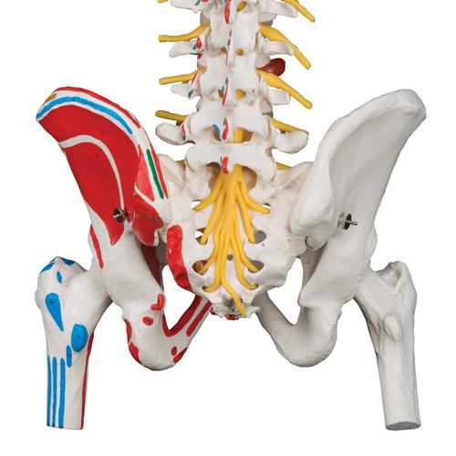 Image 5 - DELUXE FLEXIBLE SPINE MODEL WITH FEMUR HEADS, PAINTED MUSCLES & SACRAL OPENING - 3B SMART ANATOMY