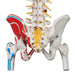 Image 5 - DELUXE FLEXIBLE SPINE MODEL WITH FEMUR HEADS, PAINTED MUSCLES & SACRAL OPENING - 3B SMART ANATOMY