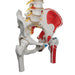 Image 6 - DELUXE FLEXIBLE SPINE MODEL WITH FEMUR HEADS, PAINTED MUSCLES & SACRAL OPENING - 3B SMART ANATOMY