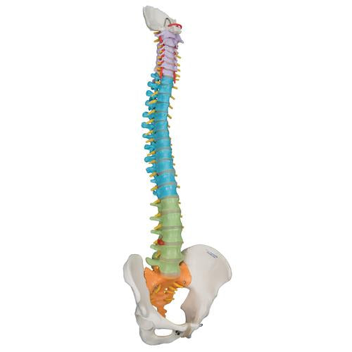 Image 3 - DIDACTIC FLEXIBLE HUMAN SPINE MODEL - 3B SMART ANATOMY