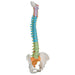 Image 3 - DIDACTIC FLEXIBLE HUMAN SPINE MODEL - 3B SMART ANATOMY