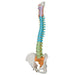 Image 4 - DIDACTIC FLEXIBLE HUMAN SPINE MODEL - 3B SMART ANATOMY