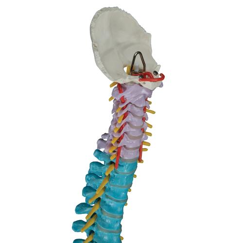 Image 6 - DIDACTIC FLEXIBLE HUMAN SPINE MODEL - 3B SMART ANATOMY