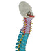 Image 6 - DIDACTIC FLEXIBLE HUMAN SPINE MODEL - 3B SMART ANATOMY