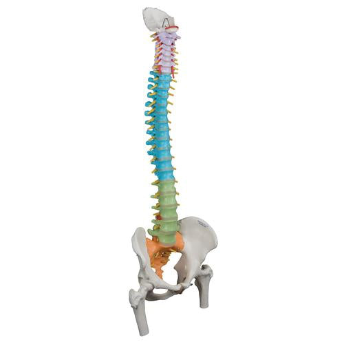 Image 3 - DIDACTIC FLEXIBLE HUMAN SPINE MODEL WITH FEMUR HEADS - 3B SMART ANATOMY