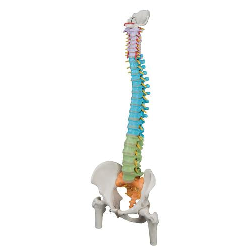 Image 4 - DIDACTIC FLEXIBLE HUMAN SPINE MODEL WITH FEMUR HEADS - 3B SMART ANATOMY