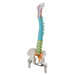 Image 4 - DIDACTIC FLEXIBLE HUMAN SPINE MODEL WITH FEMUR HEADS - 3B SMART ANATOMY